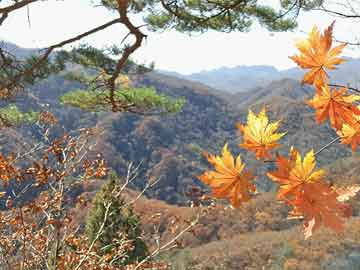 王中王100期期准一肖靠谱吗,全面理解执行计划_标准版90.65.32