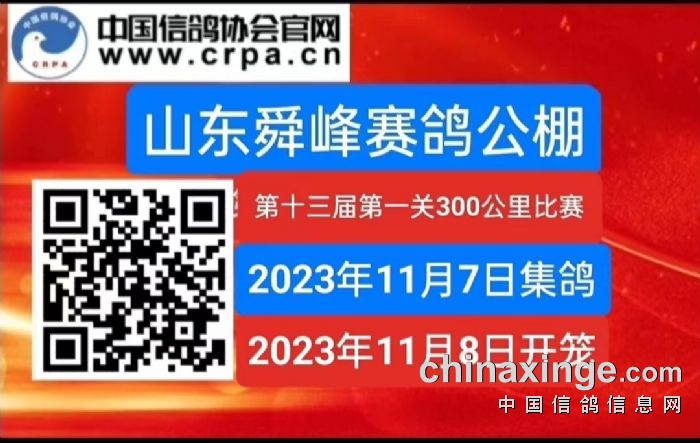 山东舜峰赛鸽公棚最新动态，赛事盛况与最新进展全览